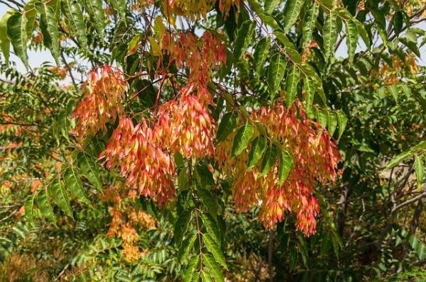 Plantes envahissantes : Définition et espèces