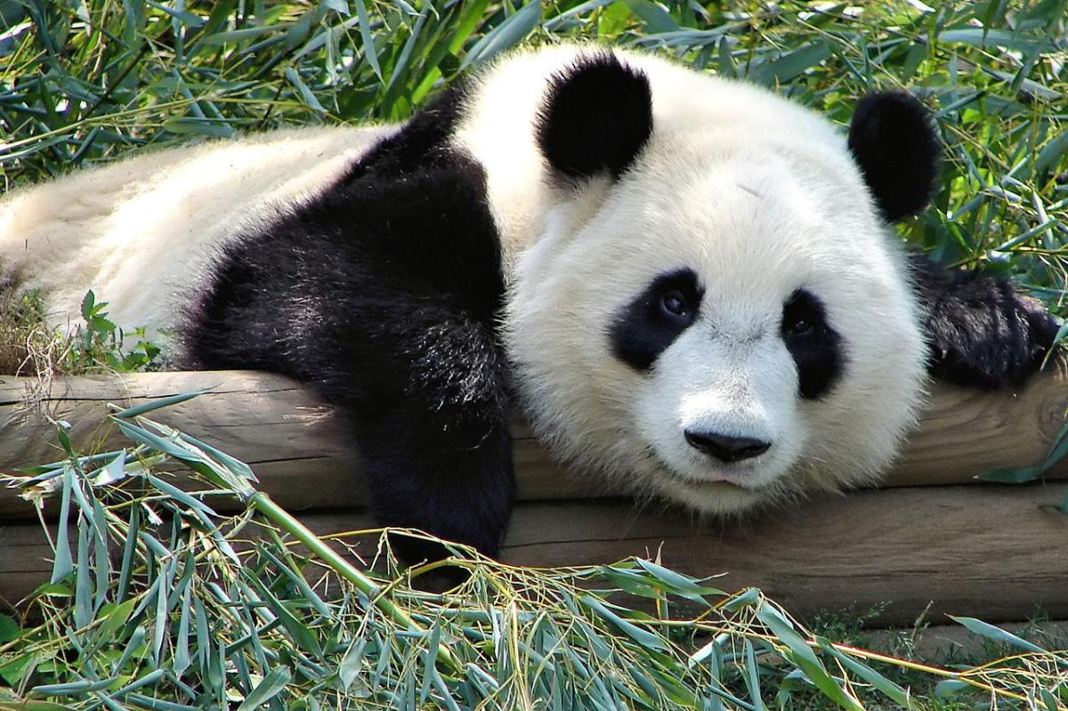 Exposé sur le panda