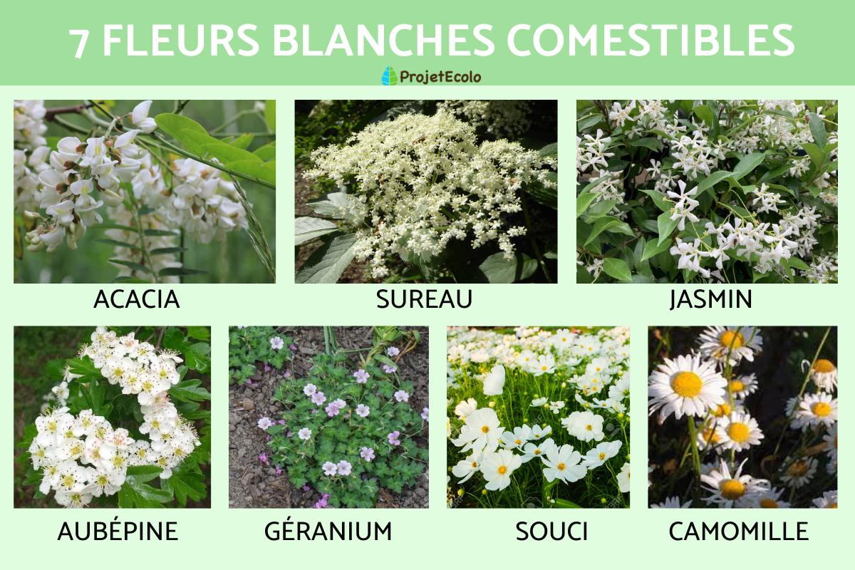 Fleurs blanches comestibles