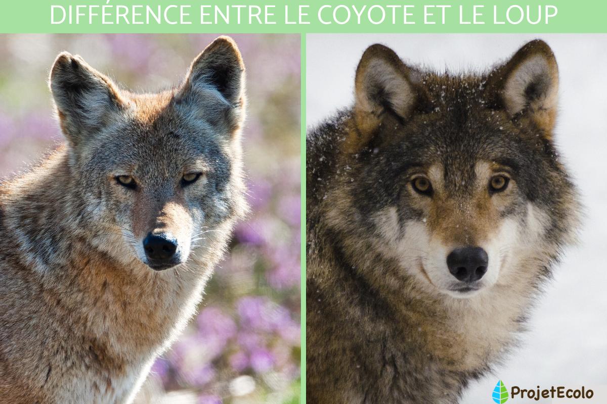 Différence entre le coyote et le loup