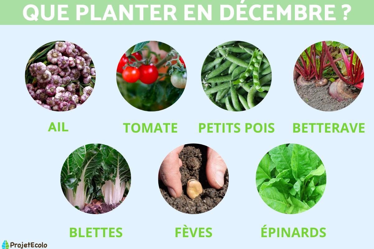 Que planter en décembre