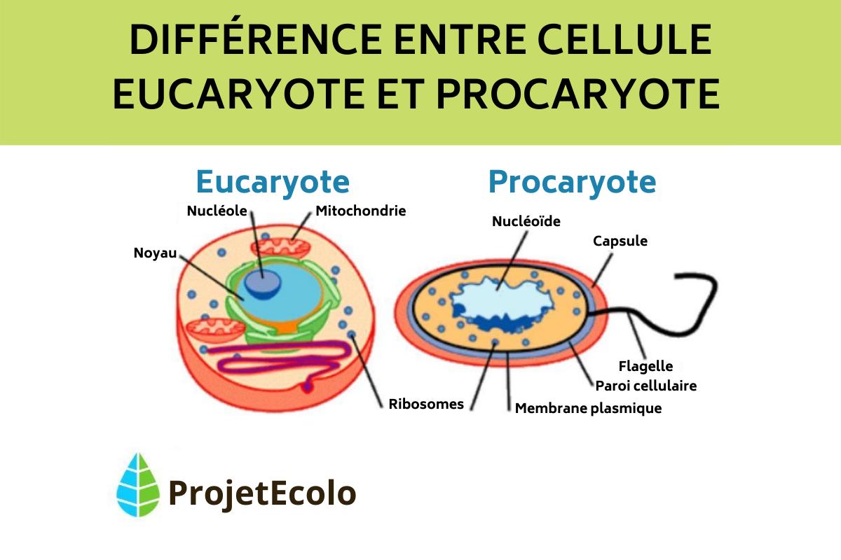 Différences entre cellules eucaryotes et procaryotes