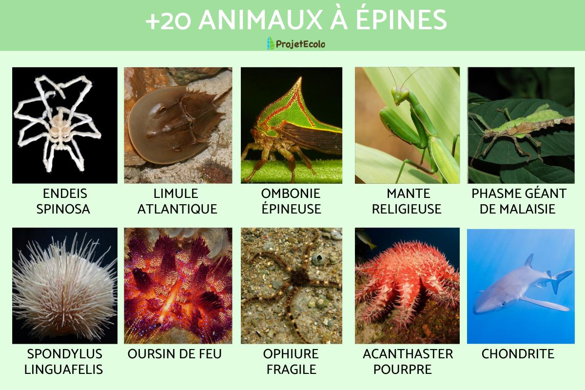 Animaux à épines