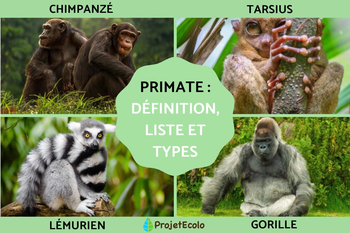 PRIMATE DÉFINITION, LISTE et TYPES