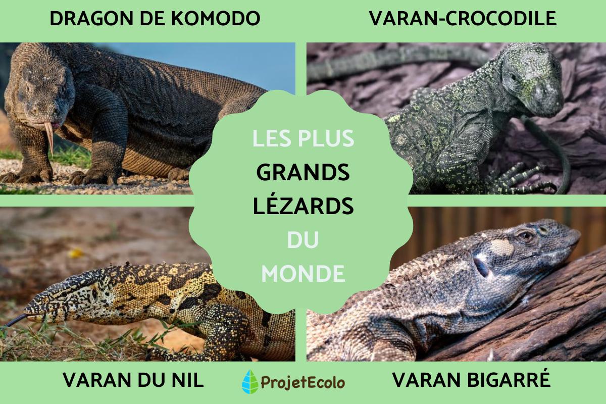 Les plus grands lézards du monde