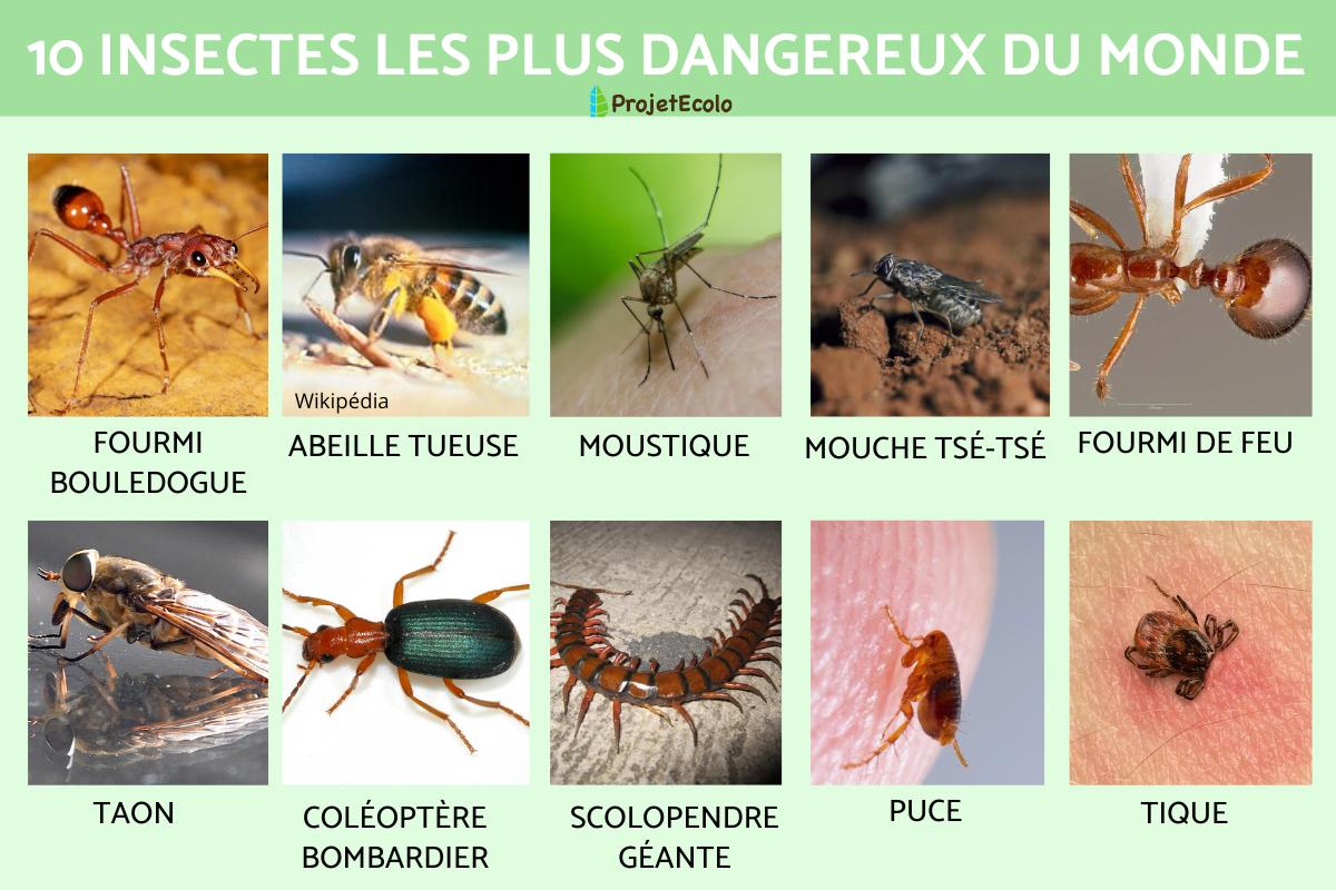 Les insectes les plus dangereux du monde