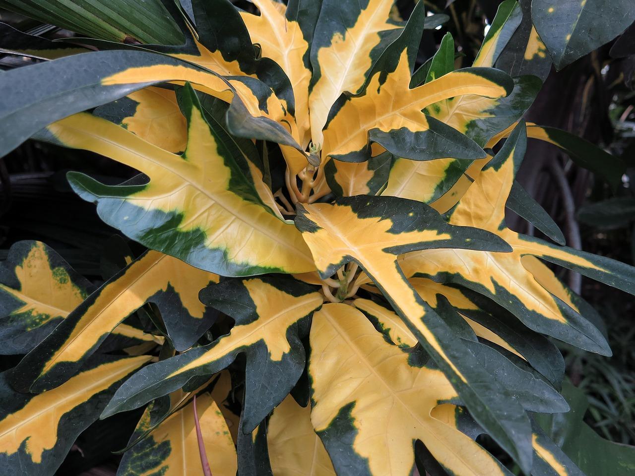 PLANTE avec FEUILLES qui JAUNISSENT CAUSES et SOLUTIONS