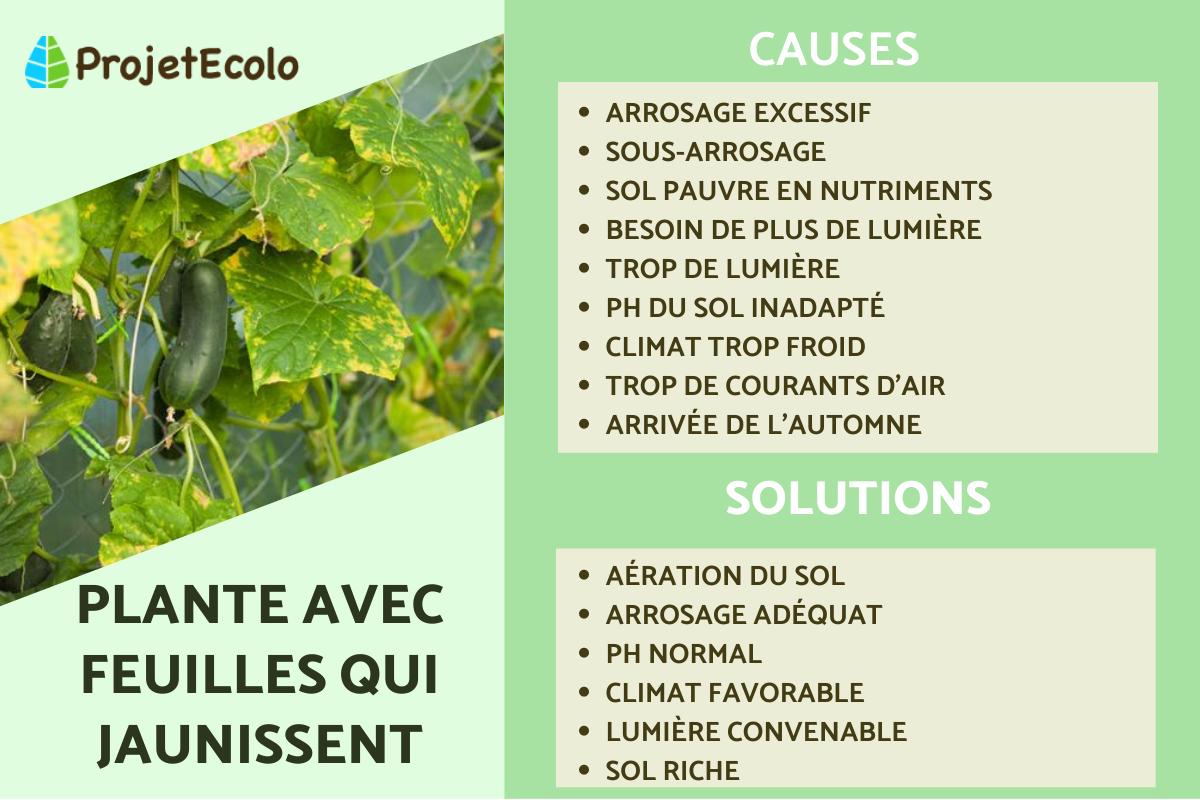 PLANTE avec FEUILLES qui JAUNISSENT CAUSES et SOLUTIONS