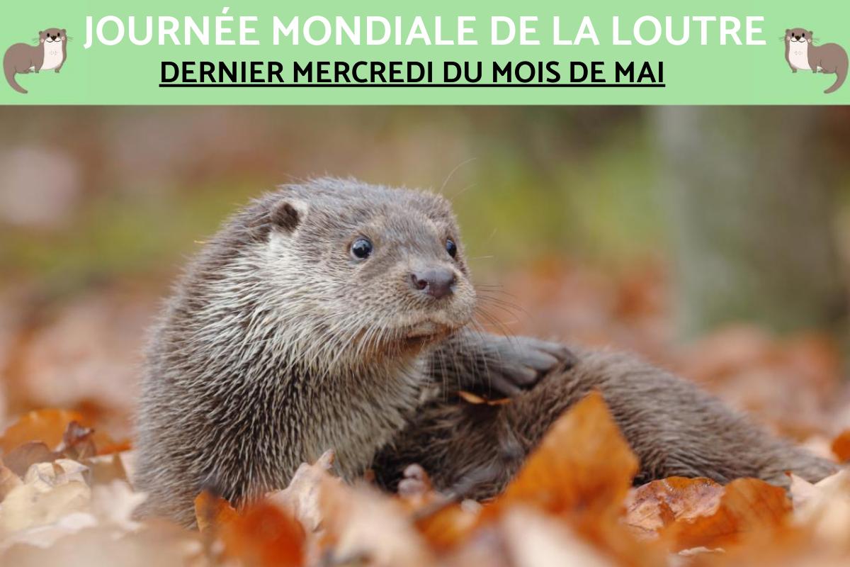 Journée Mondiale de la Loutre : Date et célébration