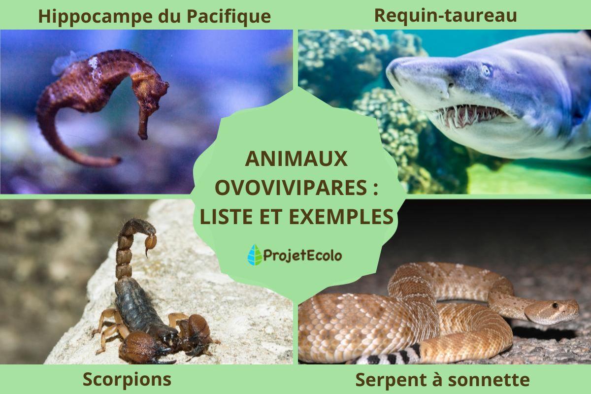 Animaux ovovivipares : liste et exemples
