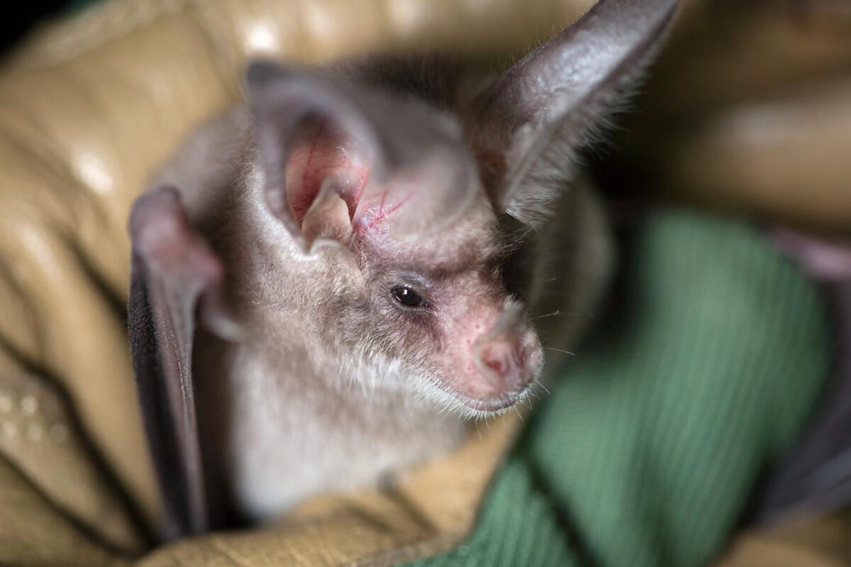 Les chauves-souris sont-elles aveugles ?