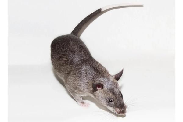 Le plus grand rongeur du monde - Cricétome des savanes (Cricetomys gambianus)