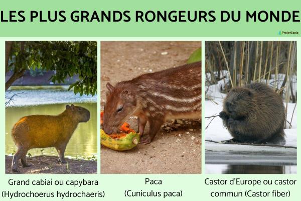 Le plus grand rongeur du monde