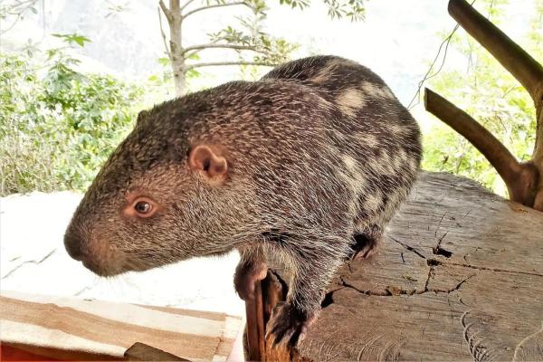 Le plus grand rongeur du monde - Pacarana (Dinomys branickii)