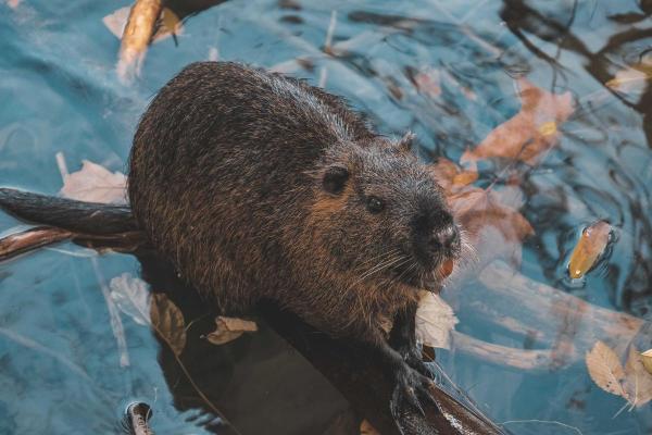 Le plus grand rongeur du monde - Ragondin (Myocastor coypus)