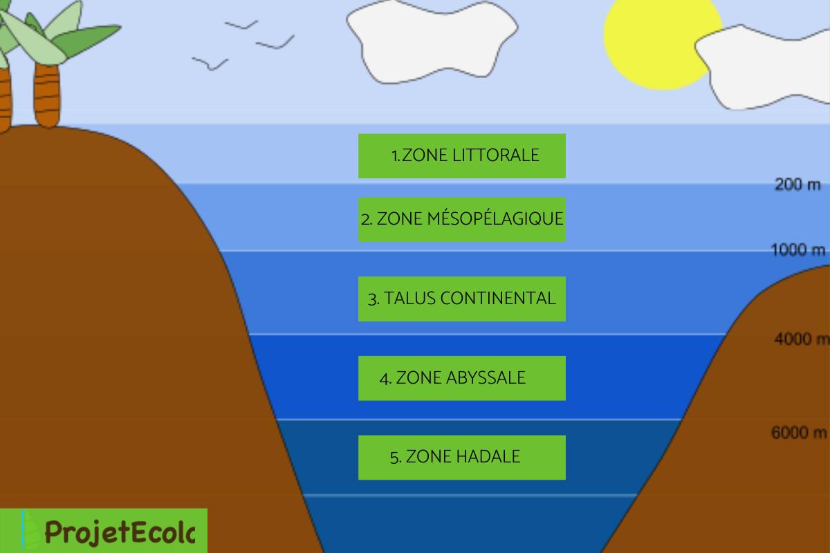 Talus continental ou zone bathyale : Définition, flore et faune
