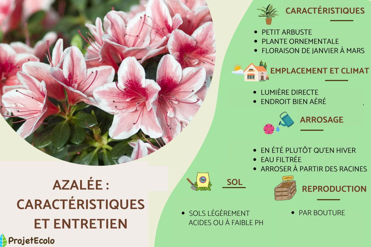 Azalée : entretien et caractéristiques
