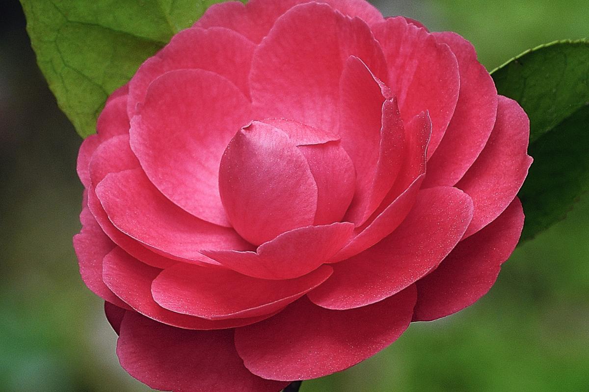 8 Fleurs qui ressemblent à des roses