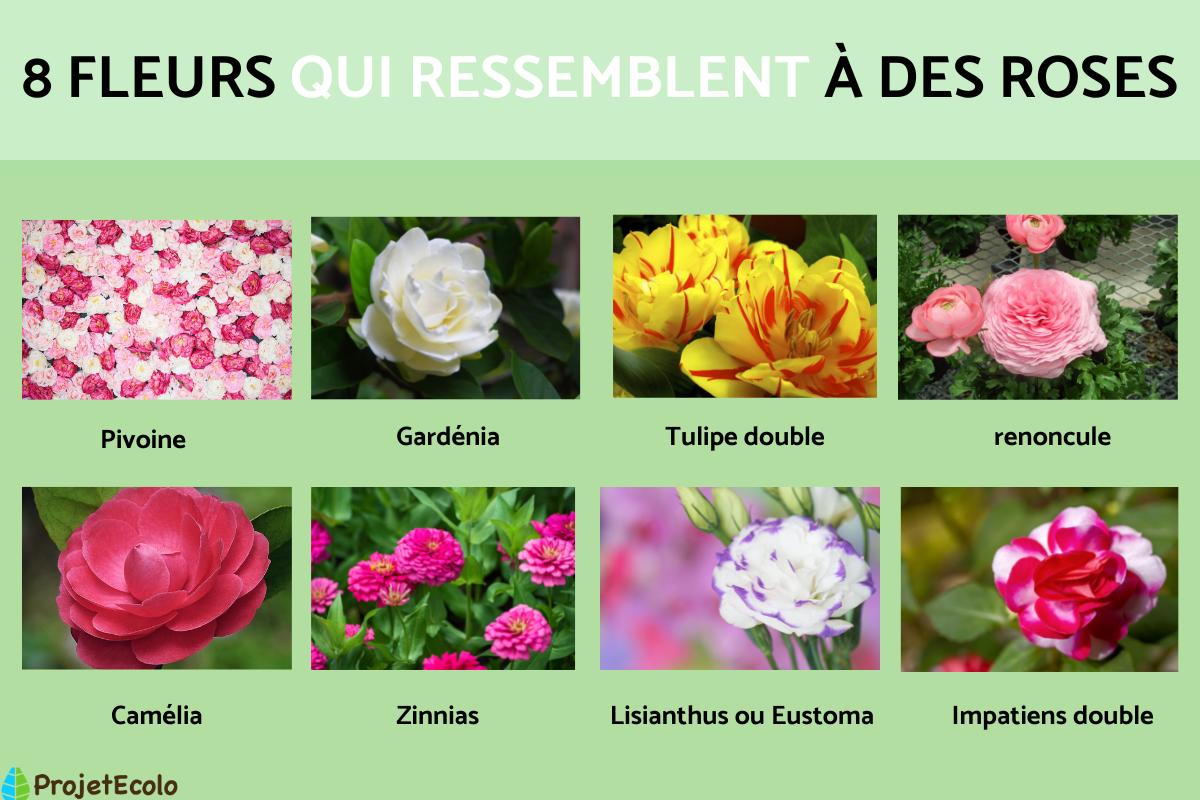 Fleurs qui ressemblent à des roses