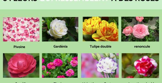 Fleurs qui ressemblent à des roses