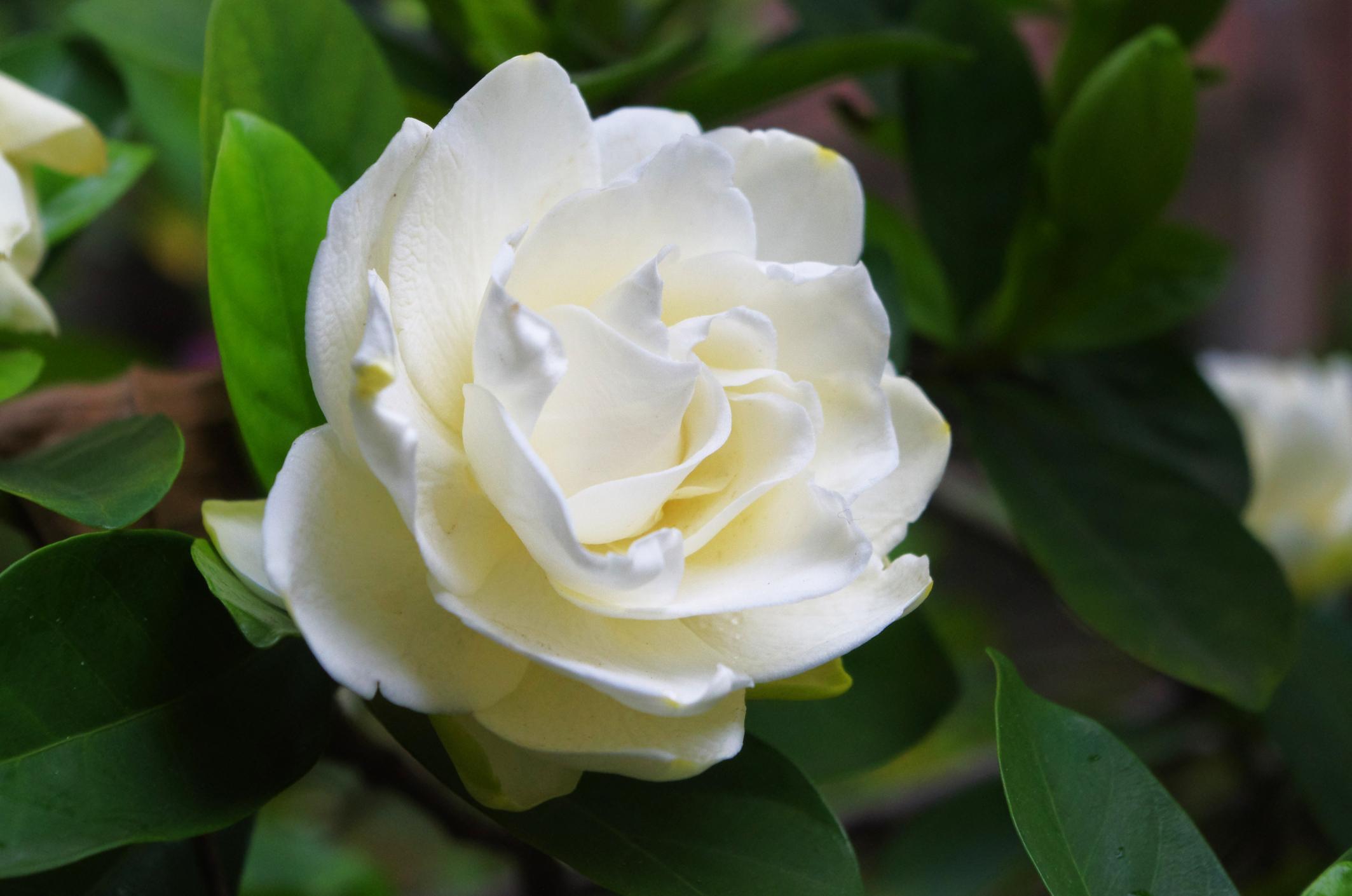 8 Fleurs qui ressemblent à des roses