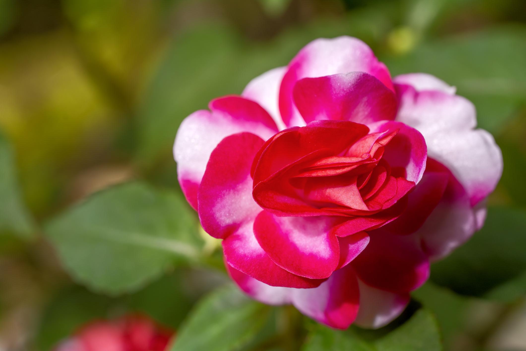 8 Fleurs qui ressemblent à des roses