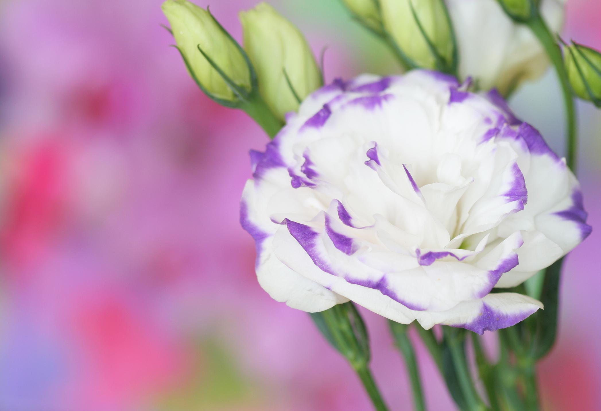 8 Fleurs qui ressemblent à des roses