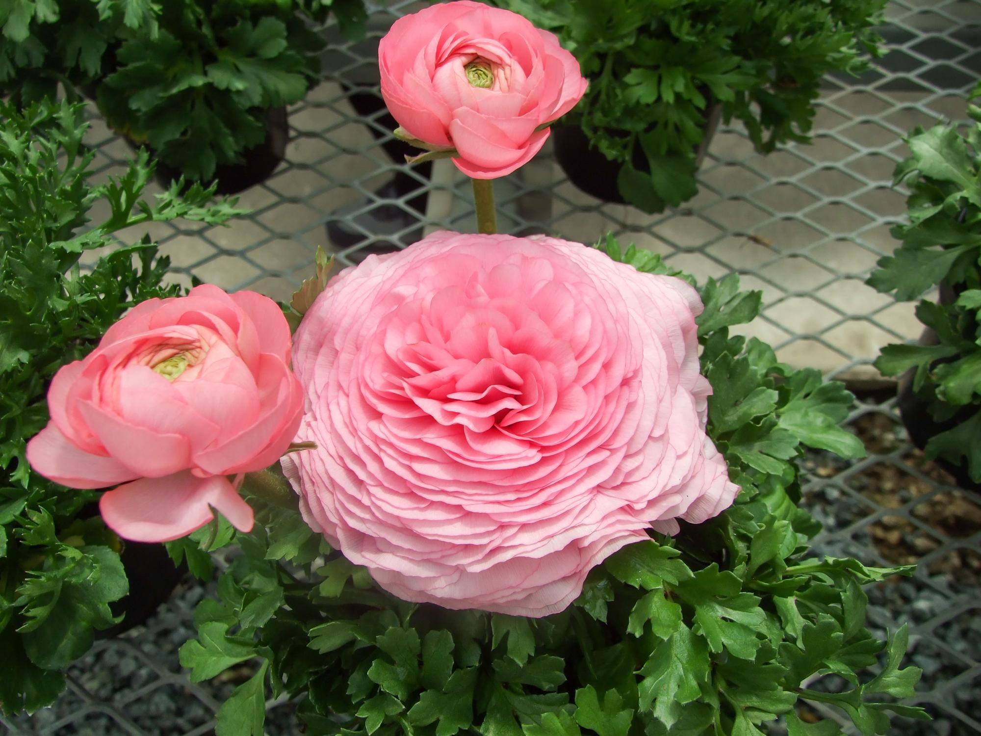 8 Fleurs qui ressemblent à des roses