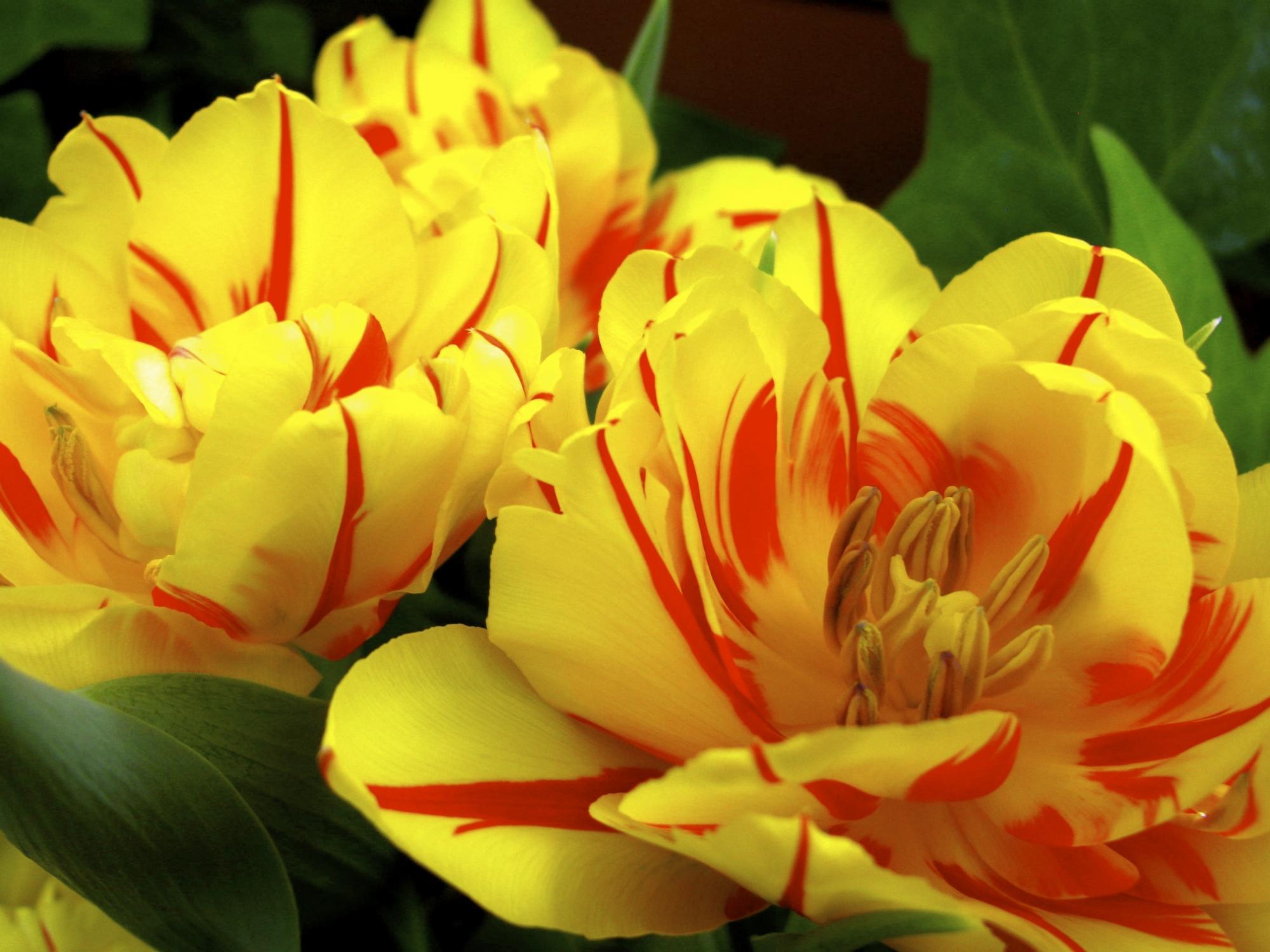 8 Fleurs qui ressemblent à des roses