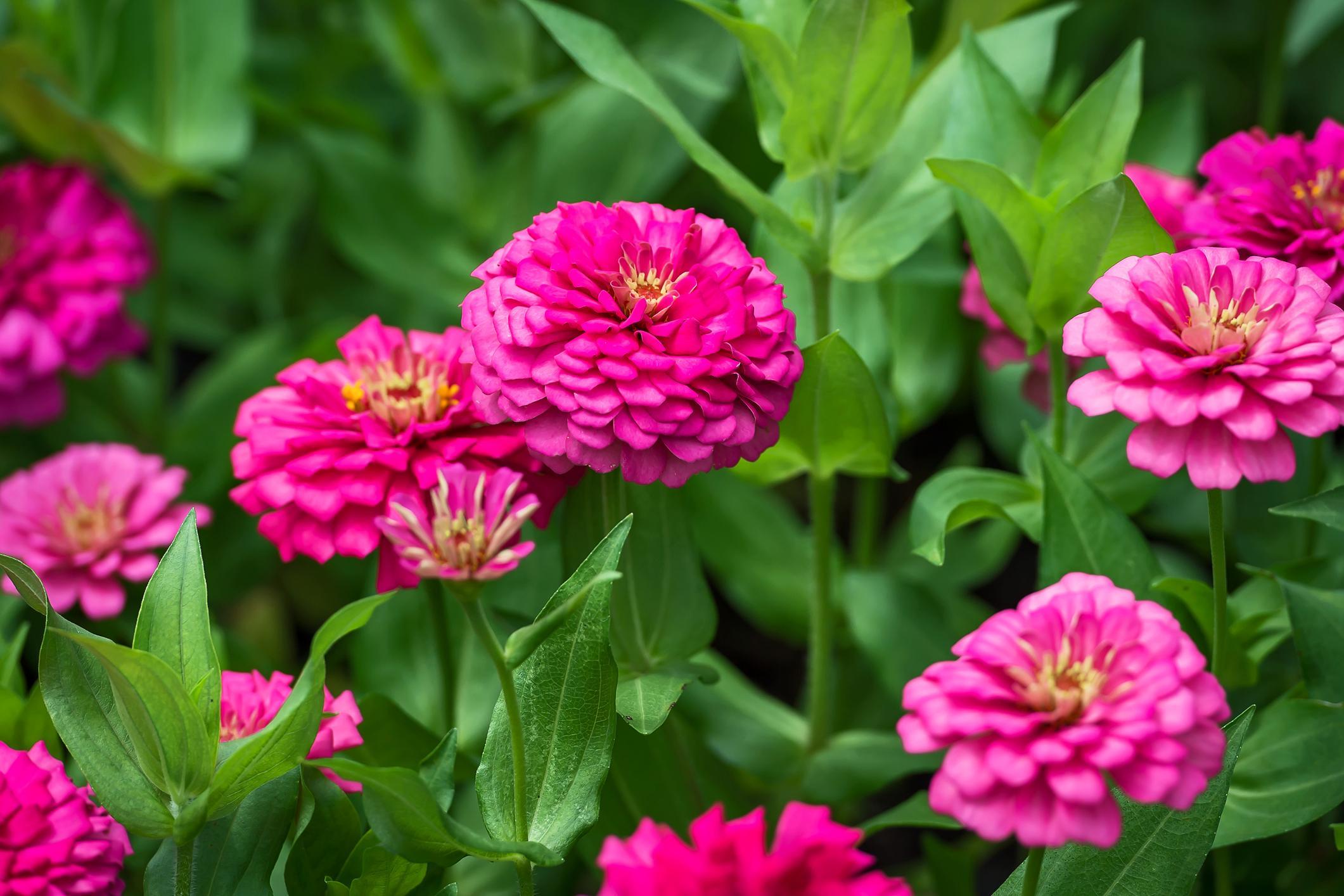 8 Fleurs qui ressemblent à des roses