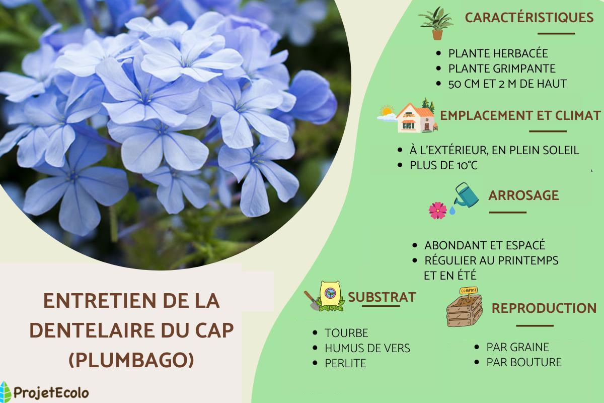Dentelaire du Cap (Plumbago) : entretien, taille et reproduction