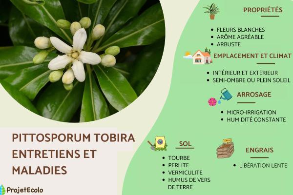 Pittosporum tobira : entretiens et maladies