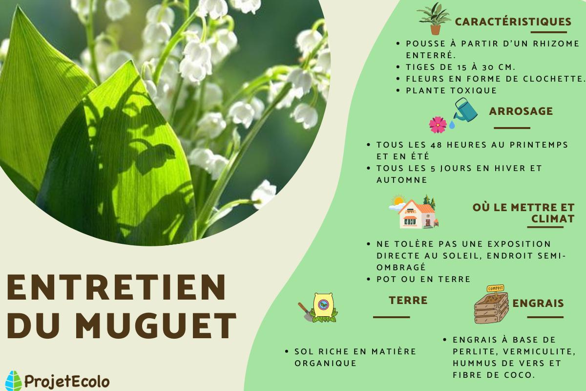 Entretien du muguet - Arrosage, engrais et taille