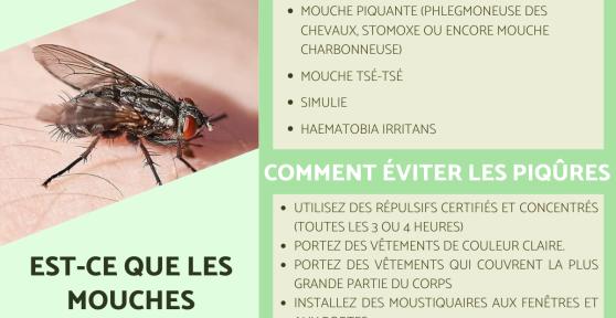 Est-ce que les mouches piquent ?