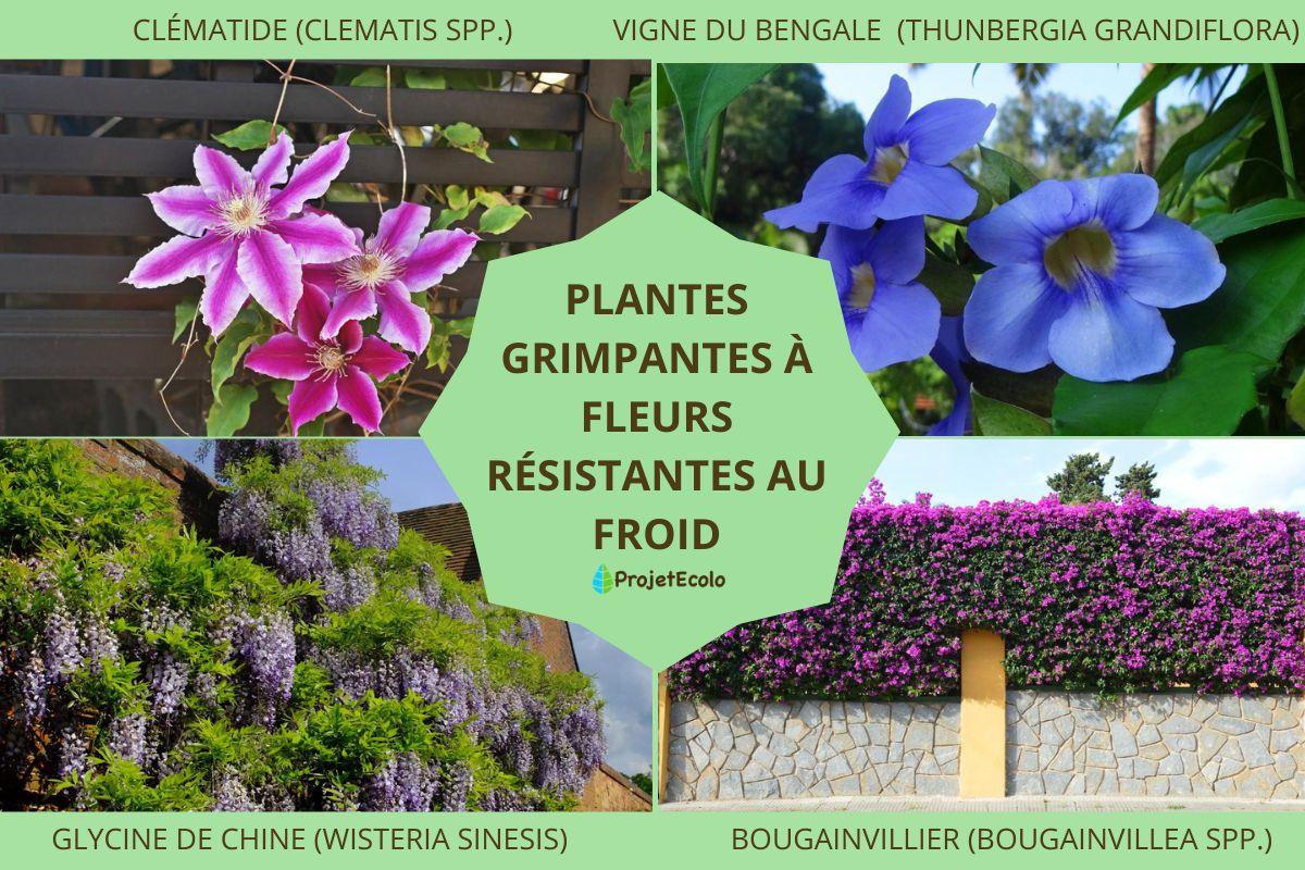 Plantes grimpantes à fleurs résistantes au froid