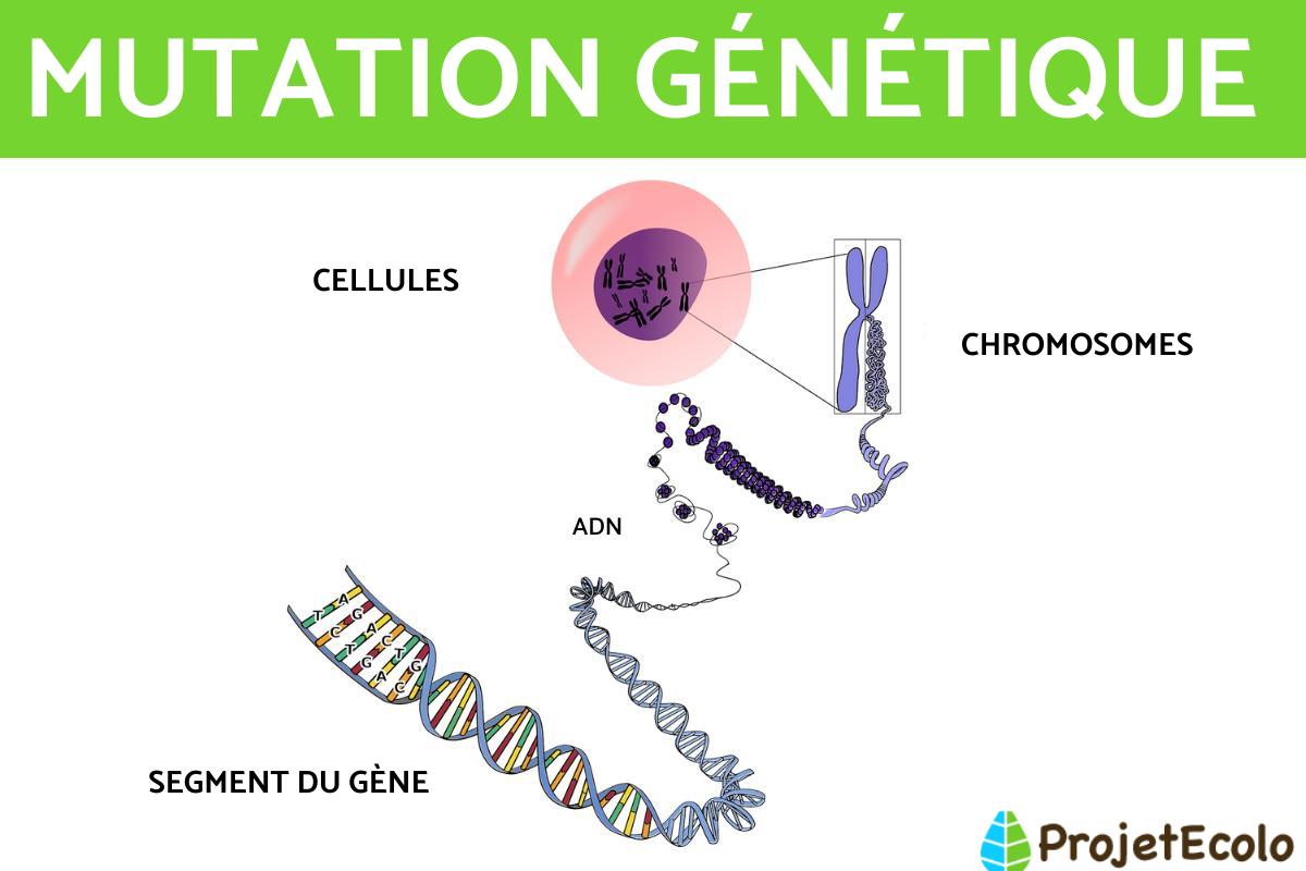 Mutation génétique : Définition et exemples