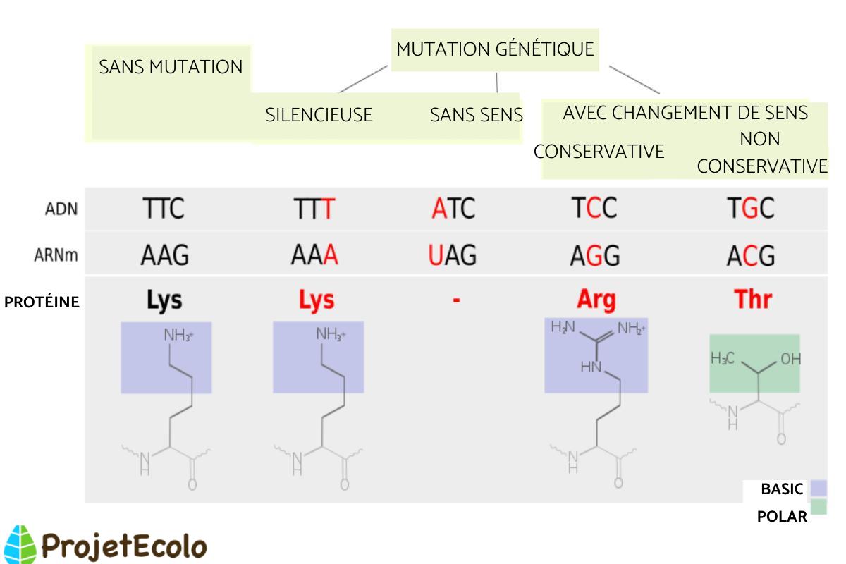 Mutation génétique Définition et exemples