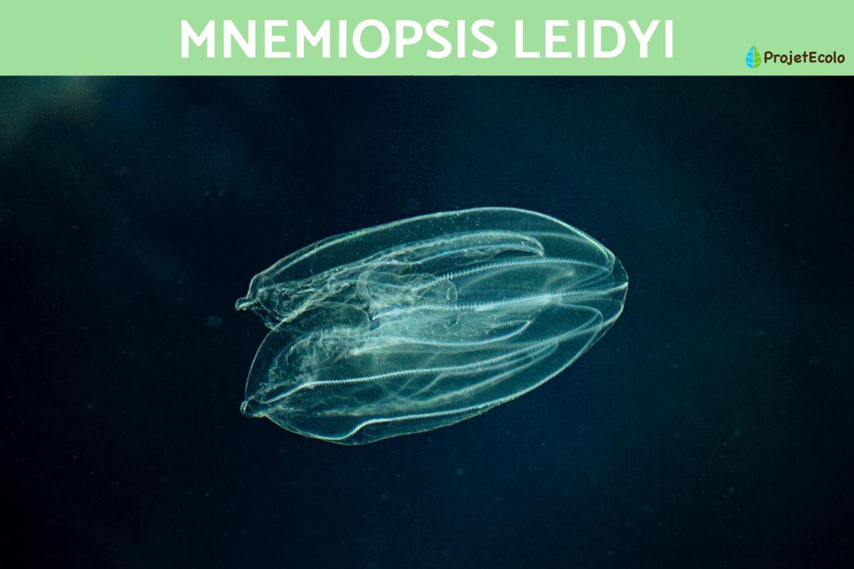 Mnemiopsis leidyi