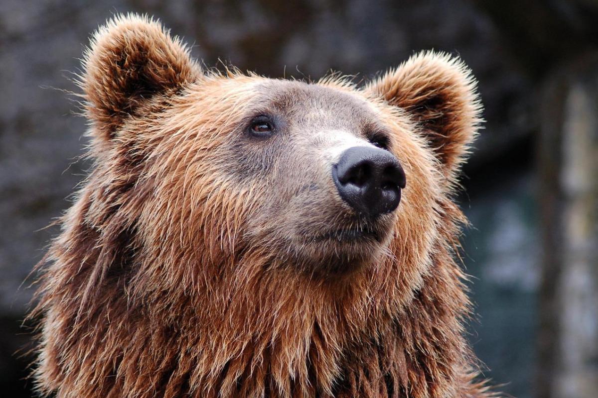 Ours Grizzly : Caractéristiques, taille & poids