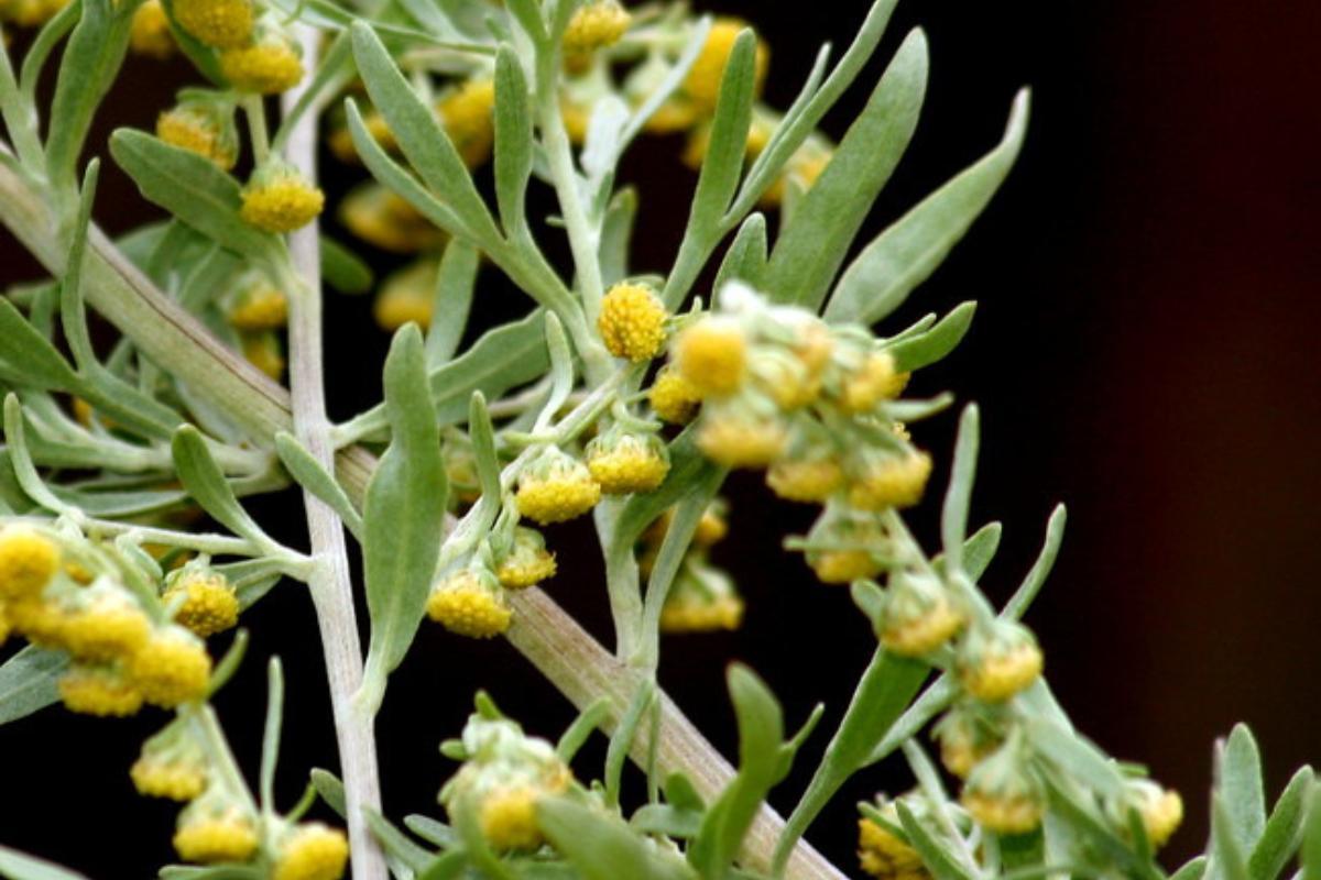 Absinthe : Bienfaits et utilisation