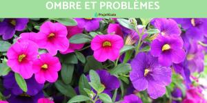 Calibrachoa : entretien, soleil, ombre et problèmes