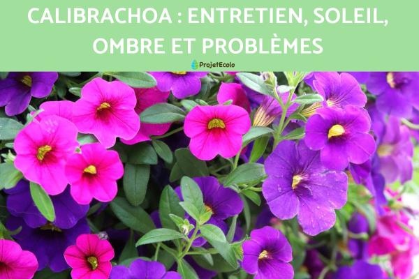 Calibrachoa : entretien, soleil, ombre et problèmes