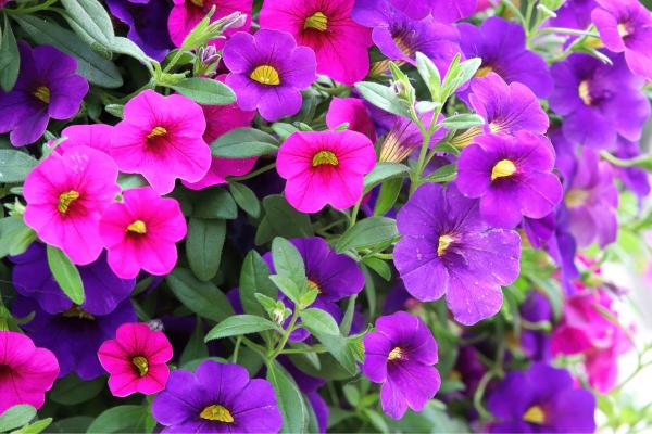 Calibrachoa : entretien, soleil, ombre et problèmes - Caractéristiques du calibrachoa