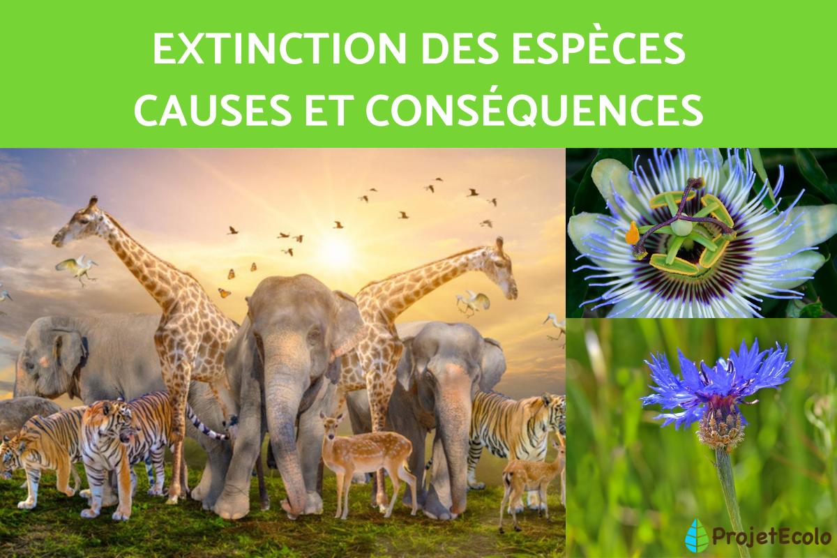 Extinction des espèces - Causes et conséquences