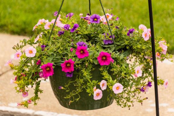 Calibrachoa : entretien, soleil, ombre et problèmes - Lumière, température et emplacement du calibrachoa