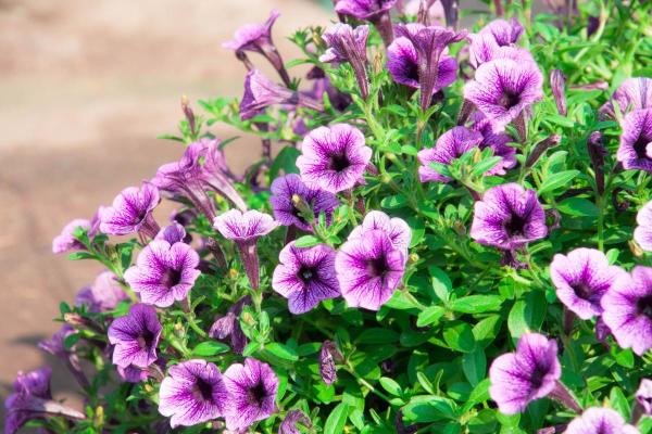 Calibrachoa : entretien, soleil, ombre et problèmes - Reproduction du calibrachoa