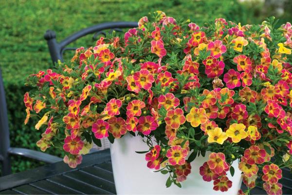 Calibrachoa : entretien, soleil, ombre et problèmes - Substrat et engrais pour Calibrachoa