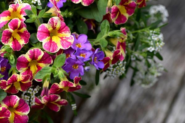 Calibrachoa : entretien, soleil, ombre et problèmes - Taille du calibrachoa