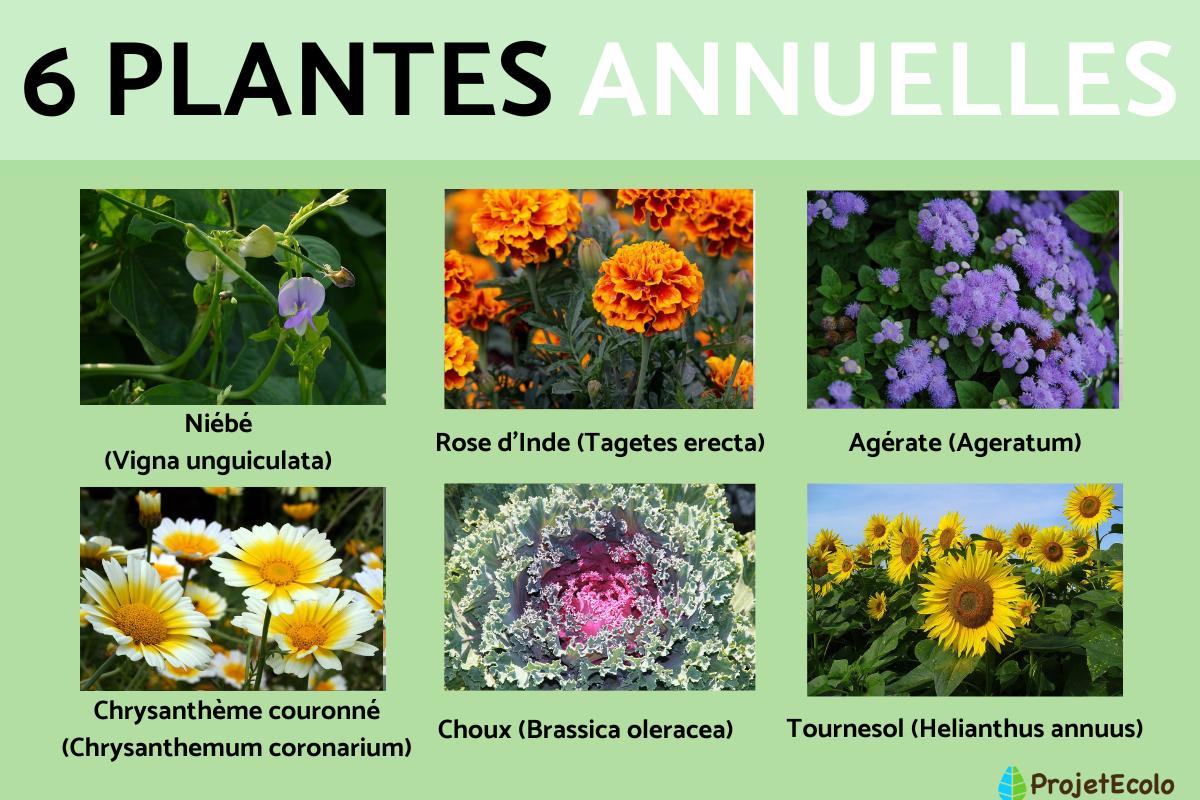 Plantes annuelles : Dfinition et exemples