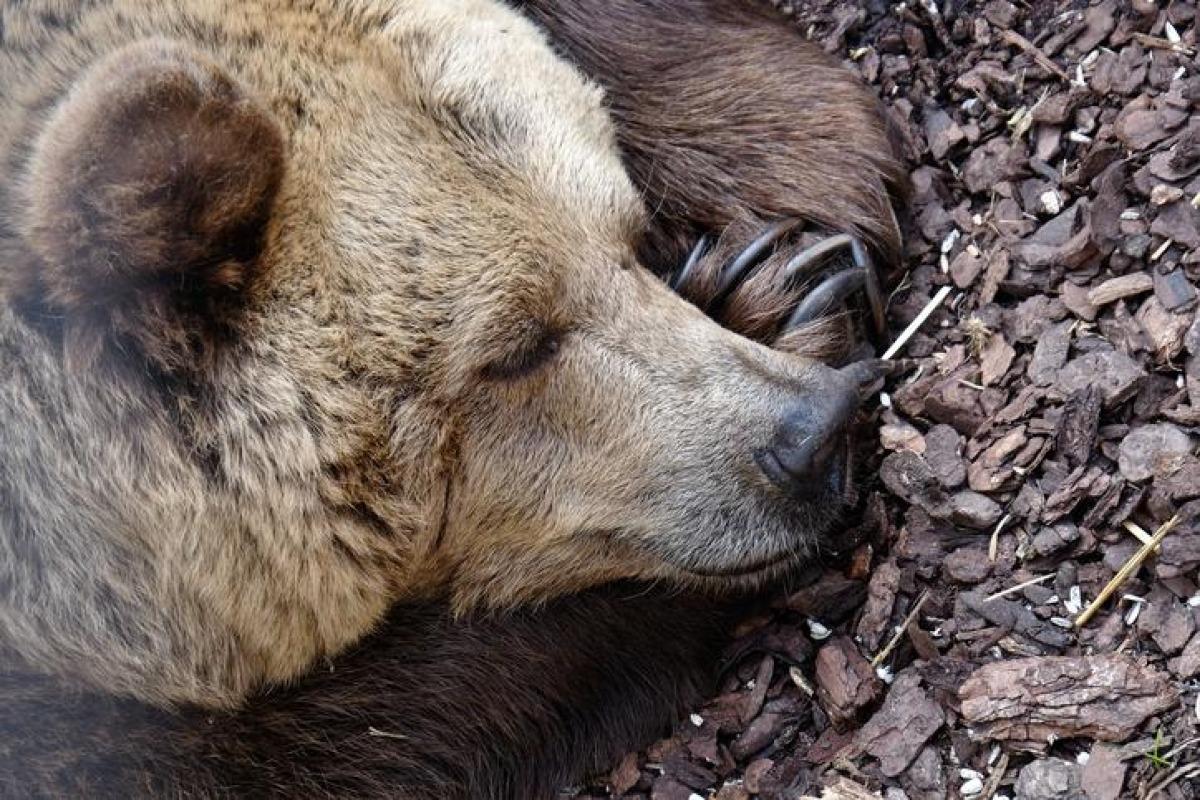 Quels sont les animaux qui hibernent ? - Liste et explications